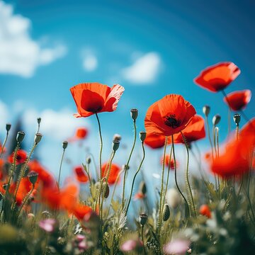 Flowering red corn poppies with green buds and capsules from below against the blue white sky Selective focus,