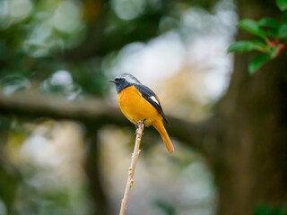 Naklejka premium 止まり木にとまるジョウビタキ