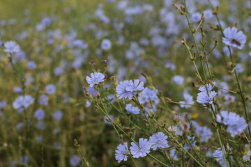 Chicory flowers