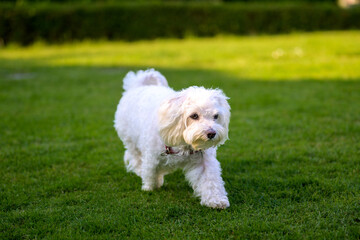 Adorable little white Havanese dog walking through the garden