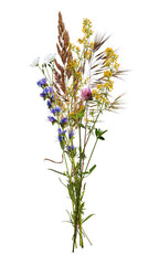 Summer bouquet of wildflowers and herbs isolated on transparent background. Botanical collection, multicolored flowers..