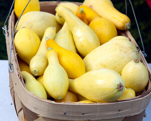Close up of crookneck squash in basket
