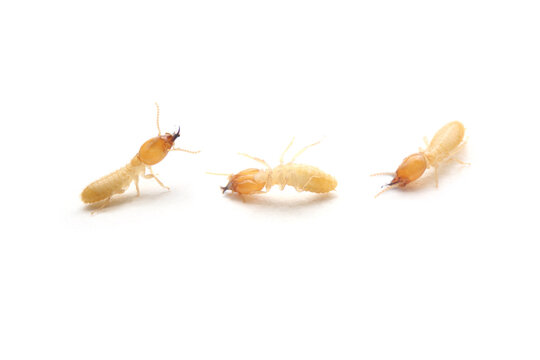 Collection of the Small termite on white background. Side view of the white ant isolate on white background. Home destructive insects.