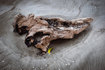 Natural driftwood in the beach area