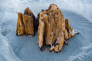 Driftwood stump