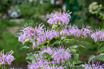 Close up texture background view of purple color wild bergamot (monarda fistulosa) wildflowers, also known as called bee balm