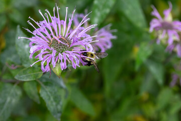 Close up texture background view of a purple color wild bergamot (monarda fistulosa) wildflower, with view of a bumblebee