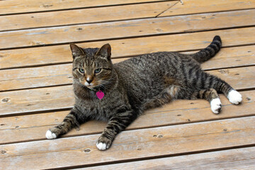 Close up view of a cute gray striped tabby cat with white paws relaxing on a rustic cedar deck.
