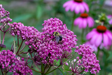 Macro texture view of beautiful pink swamp milkweed (asclepias incarnata) flower blossoms with view of a bumblebee