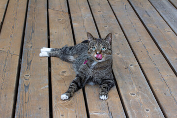 Close up view of a cute gray striped tabby cat with white paws relaxing on a rustic cedar deck.
