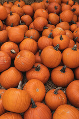 Pile of many harvested orange pumpkins at farmers market. Autumn fall seasonal background