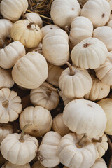 A lot of white pumpkins at farmers market. Pumpkins background