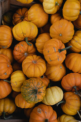 Pile of many harvested orange pumpkins at farmers market. Autumn fall seasonal background