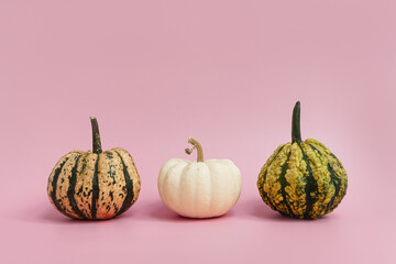 Small decorative pumpkins on pastel pink background. Autumn, fall, thanksgiving or halloween...
