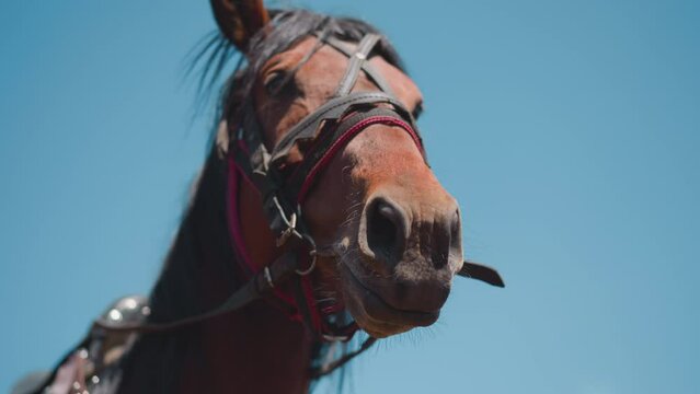 Cute brown horse chews bridle and licks lips under blue sky closeup. Domesticated equine creature muzzle with harness on sunny day slow motion