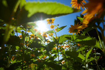 Fototapeta premium yellow flowers over blue sky