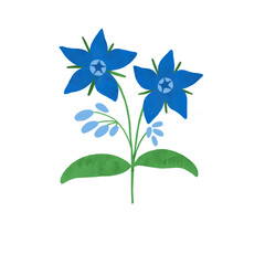 Blue borage flower hand drawn illustration. Cute meadow wildflower isolated element. Watercolor style. Great for beauty spa logo design