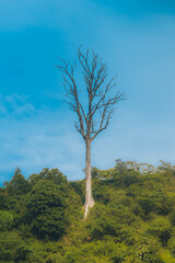 Obraz premium Tree without leaves in Mini Bandarban Cox's Bazar. Beautiful blue sky