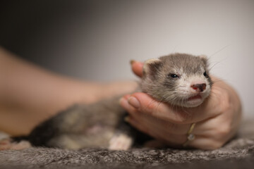 Ferret five weeks old baby posing for portrait on rabbit fur