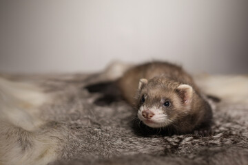 Ferret five weeks old baby posing for portrait on rabbit fur