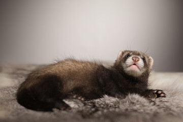 Ferret five weeks old baby posing for portrait on rabbit fur