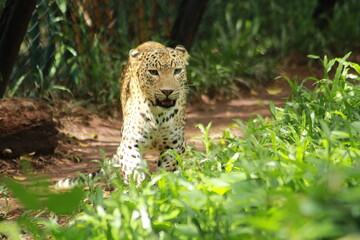 Leopard cub in the grass