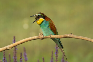European bee-eater  - Merops apiaster perched and spitting out pellet with light green background. Photo from Kisújszállás in Hungary.