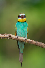 European bee-eater - Merops apiaster perched at light green background. Photo from Kisújszállás in Hungary. Vertical.