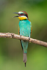 Fototapeta premium European bee-eater - Merops apiaster perched at light green background. Photo from Kisújszállás in Hungary. Vertical.