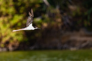 Stilt  in flight