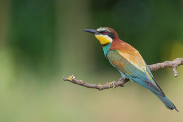 European bee-eater - Merops apiaster perched at  green background. Photo from Kisújszállás in Hungary. Copy space left.