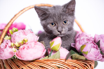 Fototapeta na wymiar beautiful silver mongrel kitten sitting in a wicker basket with artificial peonies