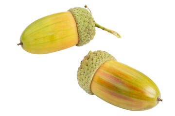 Green acorn isolated on a white background. Full depth of field.