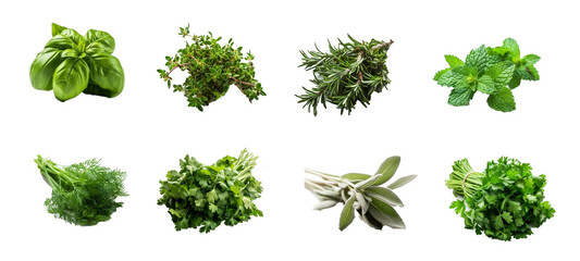 Obraz premium collection of green herbs and spices on transparent background