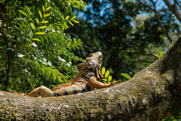 Green iguana, herbivorous in a tree basking in the sun, American iguana, large, arboreal, mostly...
