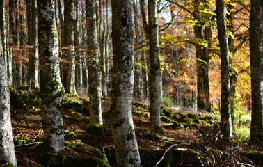 the autumn forest with sunset sunlight