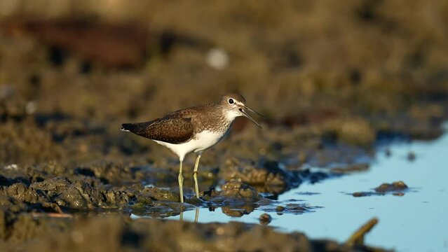 Green sandpiper (Tringa ochropus) in its natural environment