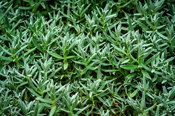 Obraz premium Filziges Hornkraut