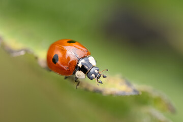 Fototapeta premium Extreme Macro close portrait of a black spot lady bug on a green leaf