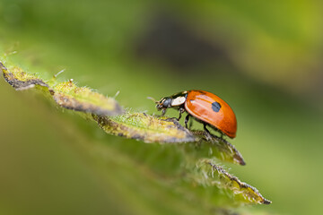 Extreme Macro close  up of a black spot lady bug on a green leaf