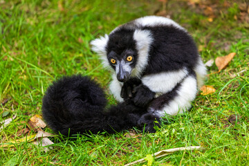 View of sitting Black-and-white ruffed lemur on the green meadow