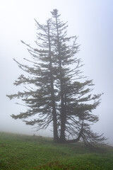 tree in the fog
