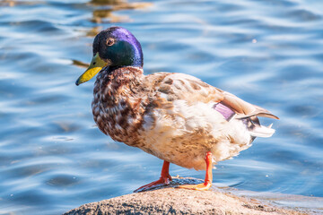 Duck swims in the pond. Mallard, lat. Anas platyrhynchos, male