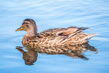 Mallard female Duck swims in the pond in the rain.