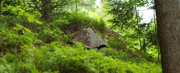 The rock is gray and has a jagged edge. The rock is surrounded by green foliage and trees.