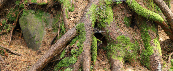 Close-up of intertwined and twisted tree roots covered in bright green moss