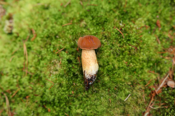 Close-up of a small brown mushroom growing in a bed of bright green moss with a white stem and slightly curved cap