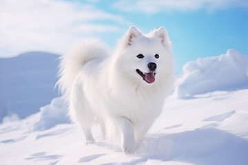 White dog Siberian Samoyed in the snow.