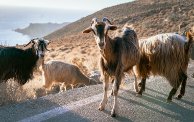 greek goats, island living