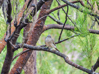 Obraz premium Fairy Wren Wattle